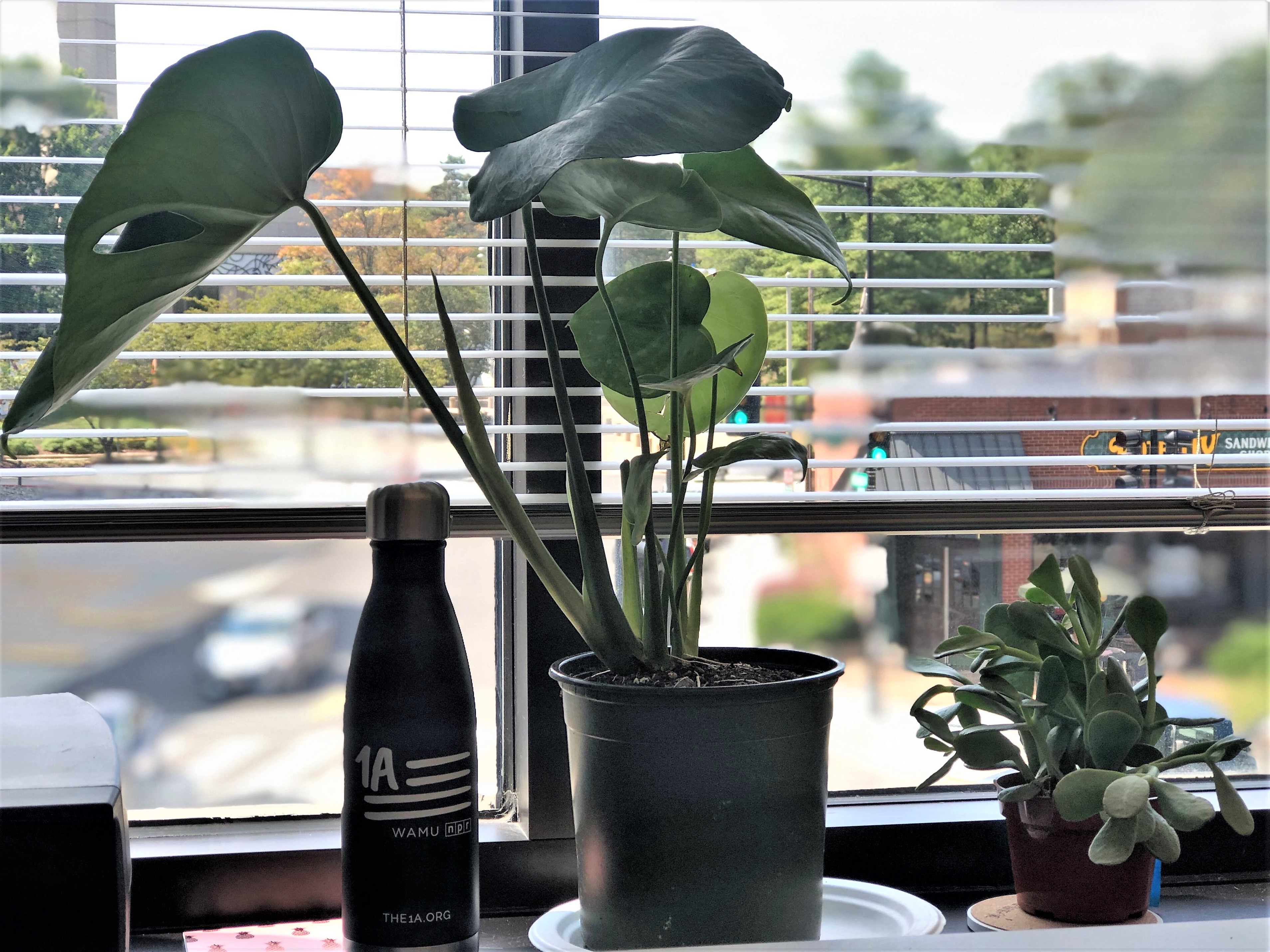 The Perks And Perils Of Plant Parenthood (Rebroadcast) | 1A