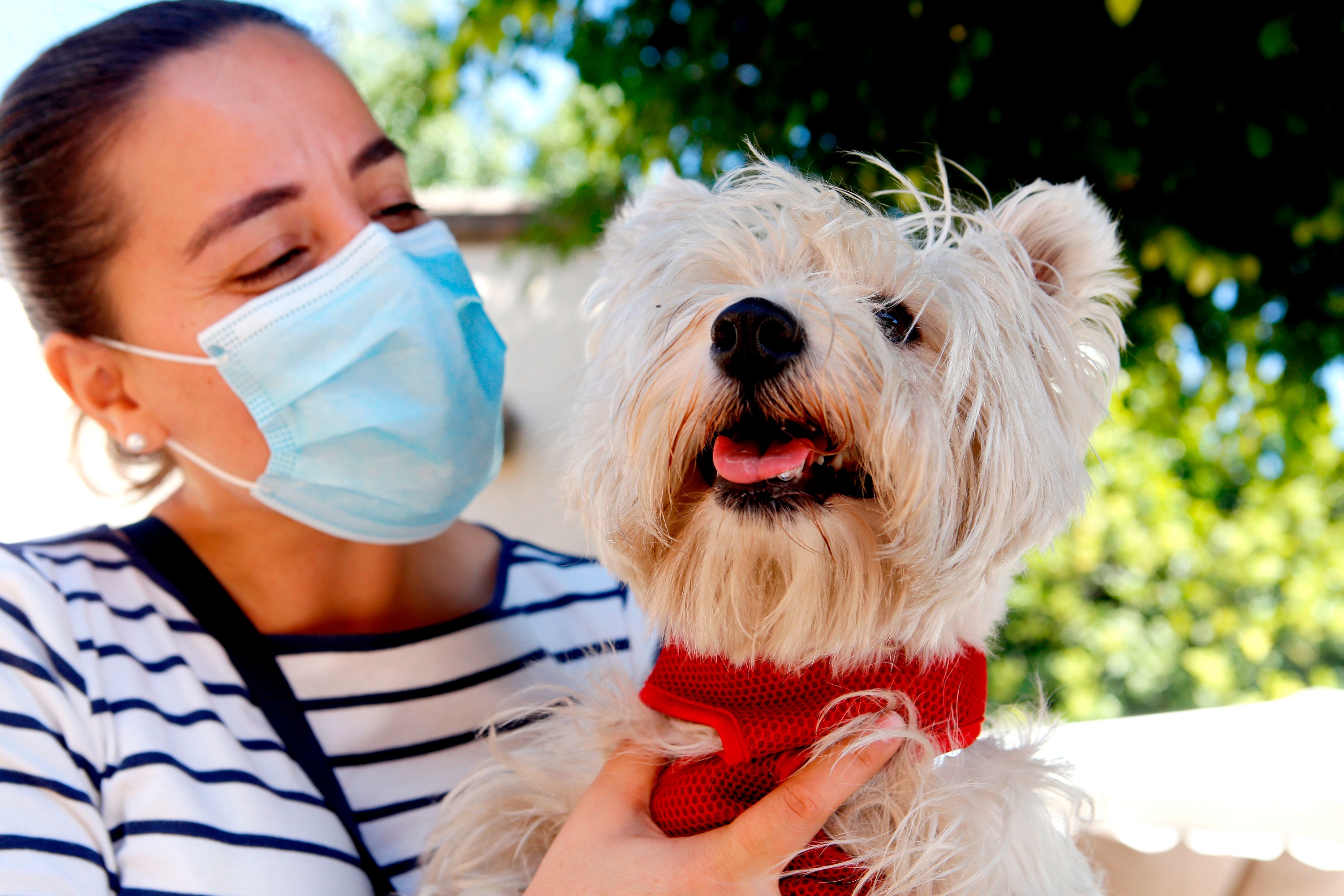 Pets In A Pandemic What Our Dogs Say About Us 1A