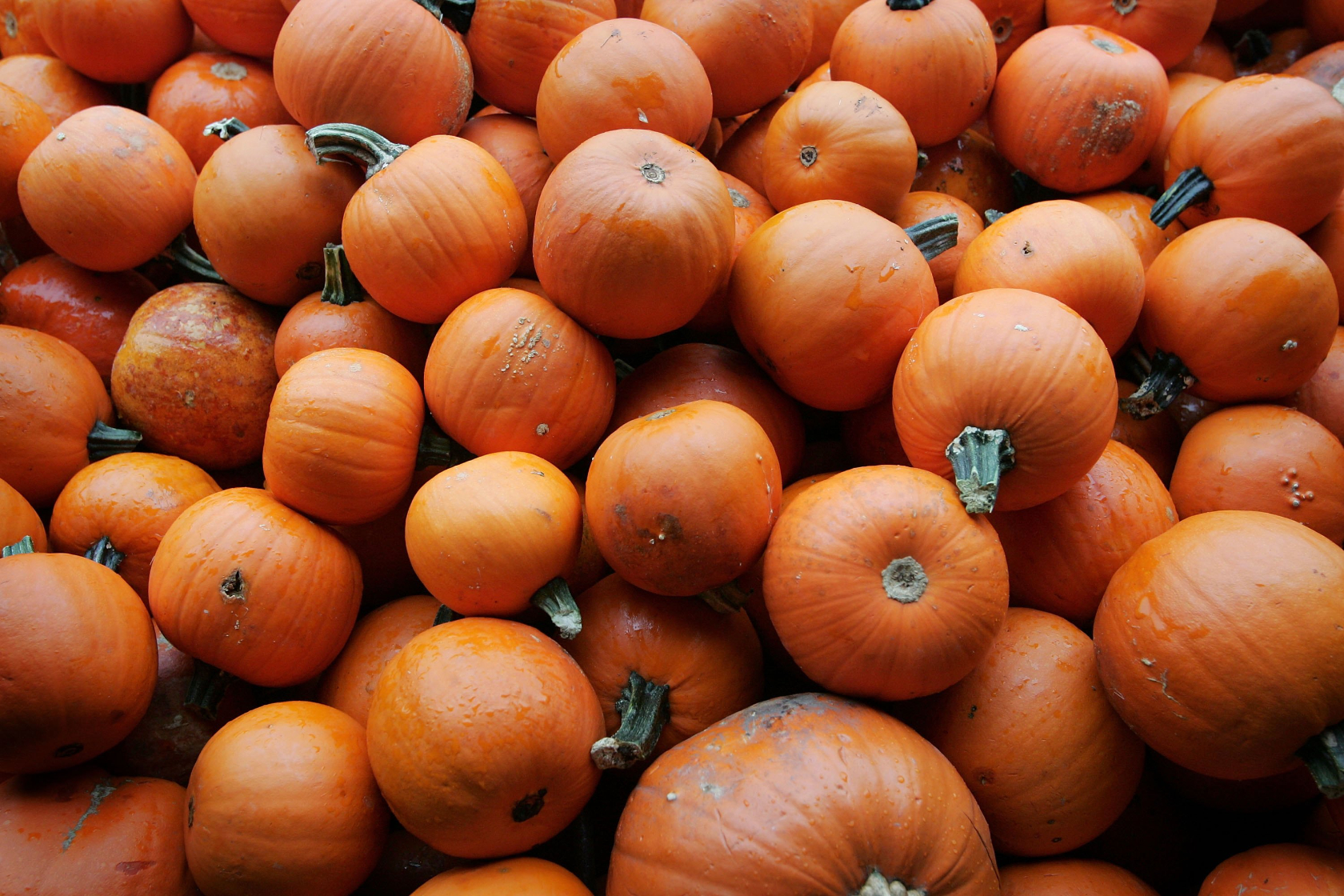 The 1A fall gardening call-in